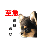 ゆうゆのチワワとダックス2（個別スタンプ：4）