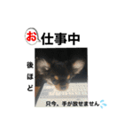 ゆうゆのチワワとダックス2（個別スタンプ：8）