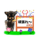 ゆうゆのチワワとダックス2（個別スタンプ：12）