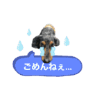 ゆうゆのチワワとダックス2（個別スタンプ：14）