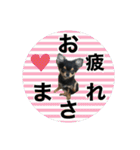 ゆうゆのチワワとダックス2（個別スタンプ：27）