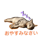 ビビレオスタンプ（個別スタンプ：3）