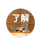 ビビレオスタンプ（個別スタンプ：9）