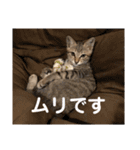 ビビレオスタンプ（個別スタンプ：14）