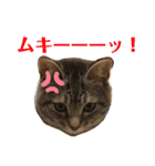 ビビレオスタンプ（個別スタンプ：15）