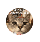 ビビレオスタンプ（個別スタンプ：22）