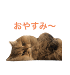猫のおこめの日常（個別スタンプ：2）
