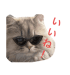 猫のおこめの日常（個別スタンプ：4）