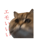 猫のおこめの日常（個別スタンプ：5）