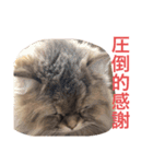 猫のおこめの日常（個別スタンプ：6）