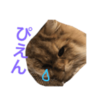 猫のおこめの日常（個別スタンプ：9）