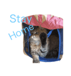 猫のおこめの日常（個別スタンプ：13）