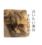 猫のおこめの日常（個別スタンプ：14）