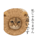 猫のおこめの日常（個別スタンプ：15）