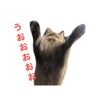 猫のおこめの日常（個別スタンプ：16）