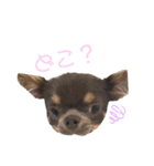RAL ❤︎ チワワ（個別スタンプ：7）