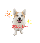 コーギーのひまわりちゃん（個別スタンプ：1）