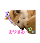 コーギーのひまわりちゃん（個別スタンプ：5）