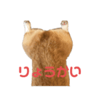 コーギーのひまわりちゃん（個別スタンプ：6）