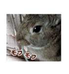 かおりのウサスタ（個別スタンプ：1）