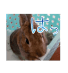 かおりのウサスタ（個別スタンプ：4）