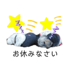 うみとろstamp（個別スタンプ：38）