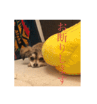 いなり様のお言葉（個別スタンプ：2）
