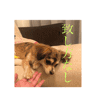いなり様のお言葉（個別スタンプ：6）