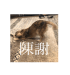 いなり様のお言葉（個別スタンプ：7）