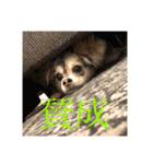 いなり様のお言葉（個別スタンプ：22）