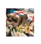 いなり様のお言葉（個別スタンプ：29）