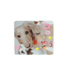 ミニチュアダックスhappyLife！！（個別スタンプ：3）