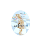 ミニチュアダックスhappyLife！！（個別スタンプ：5）