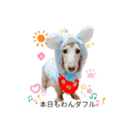 ミニチュアダックスhappyLife！！（個別スタンプ：7）