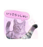 RINRIN③（個別スタンプ：15）