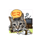 RINRIN③（個別スタンプ：24）