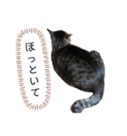 RINRIN③（個別スタンプ：36）