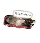 adorable Azuki 2（個別スタンプ：3）