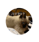 adorable Azuki 2（個別スタンプ：8）