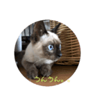 adorable Azuki 2（個別スタンプ：10）