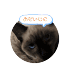 adorable Azuki 2（個別スタンプ：23）