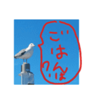 今年の夏は（個別スタンプ：5）