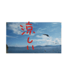 今年の夏は（個別スタンプ：8）