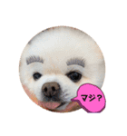白ポメのラナちゃん④（個別スタンプ：2）