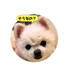 白ポメのラナちゃん④（個別スタンプ：5）