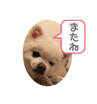 白ポメのラナちゃん④（個別スタンプ：8）