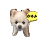白ポメのラナちゃん④（個別スタンプ：11）