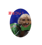 pola  1（個別スタンプ：5）