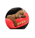 pola  1（個別スタンプ：7）