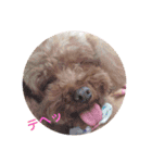 pola  1（個別スタンプ：9）